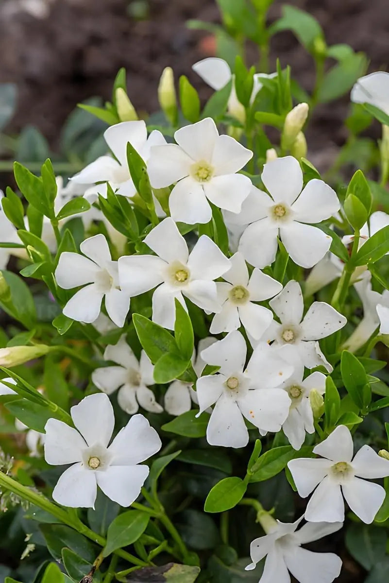 Vinca minor 'Gertrude Jekyll', kleine immergrüne Staude, grüne Blätter und kleine blaue Blüten, von Stauden Gänge.