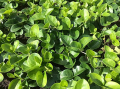 Vinca minor 'Grüner Teppich', kleines Immergrün, Staude von Stauden Gänge, mit grünen Blättern, blüht nicht.