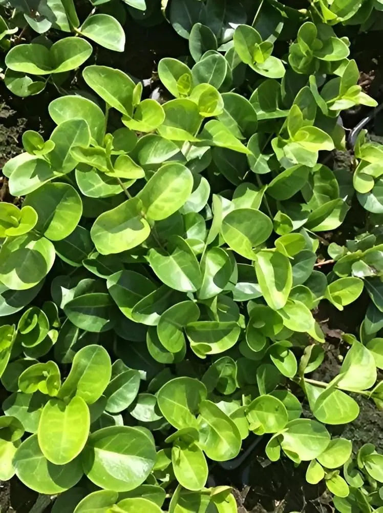 Vinca minor 'Grüner Teppich', kleine Immergrün Staude von Stauden Gänge, mit grünen, bodendeckenden Blättern, blüht nicht.
