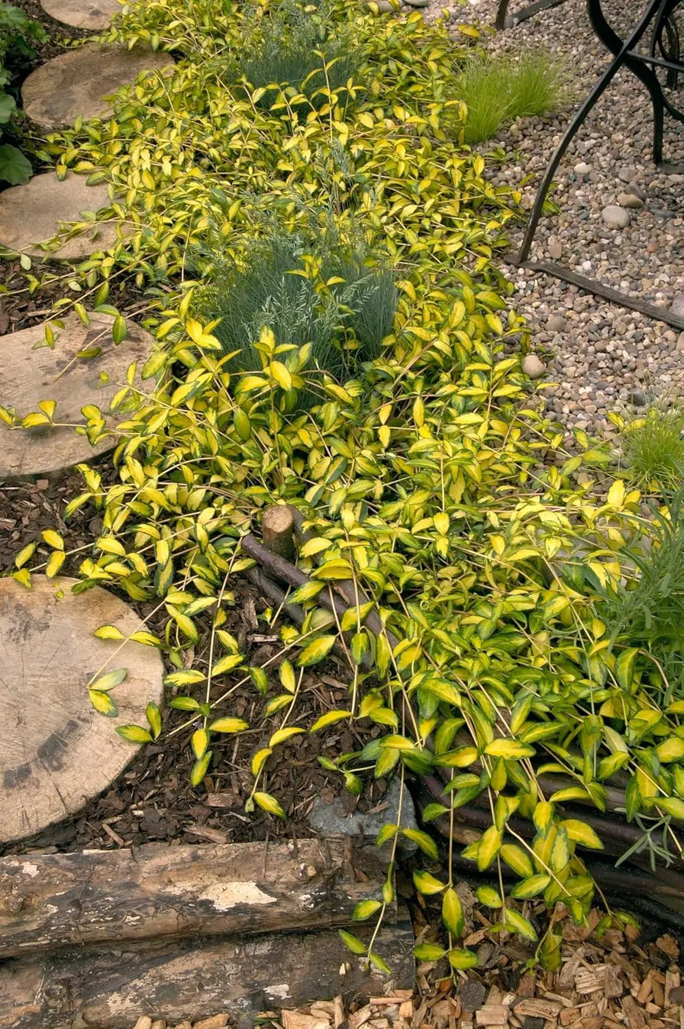 Vinca minor 'Illumination' – Kleines Immergrün mit kleinen, goldgelb gezeichneten Blättern im Garten, von Stauden Gänge