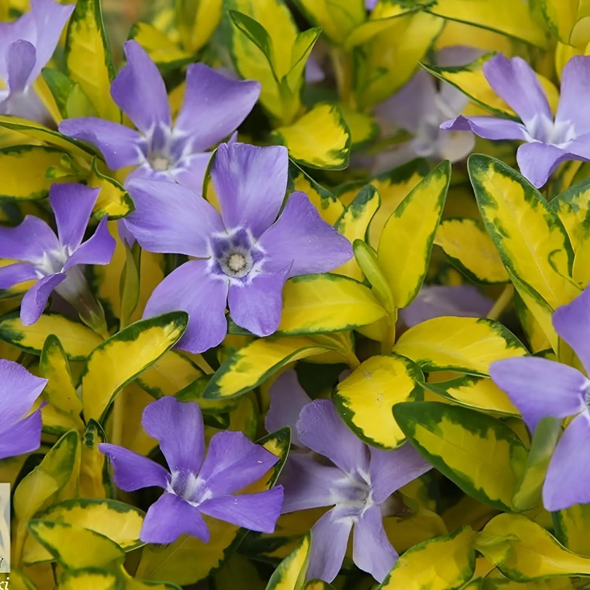 Vinca minor 'Illumination' – Kleines Immergrün, goldgelb leuchtende Blätter und kleine violettblaue Blüten, von Stauden Gänge