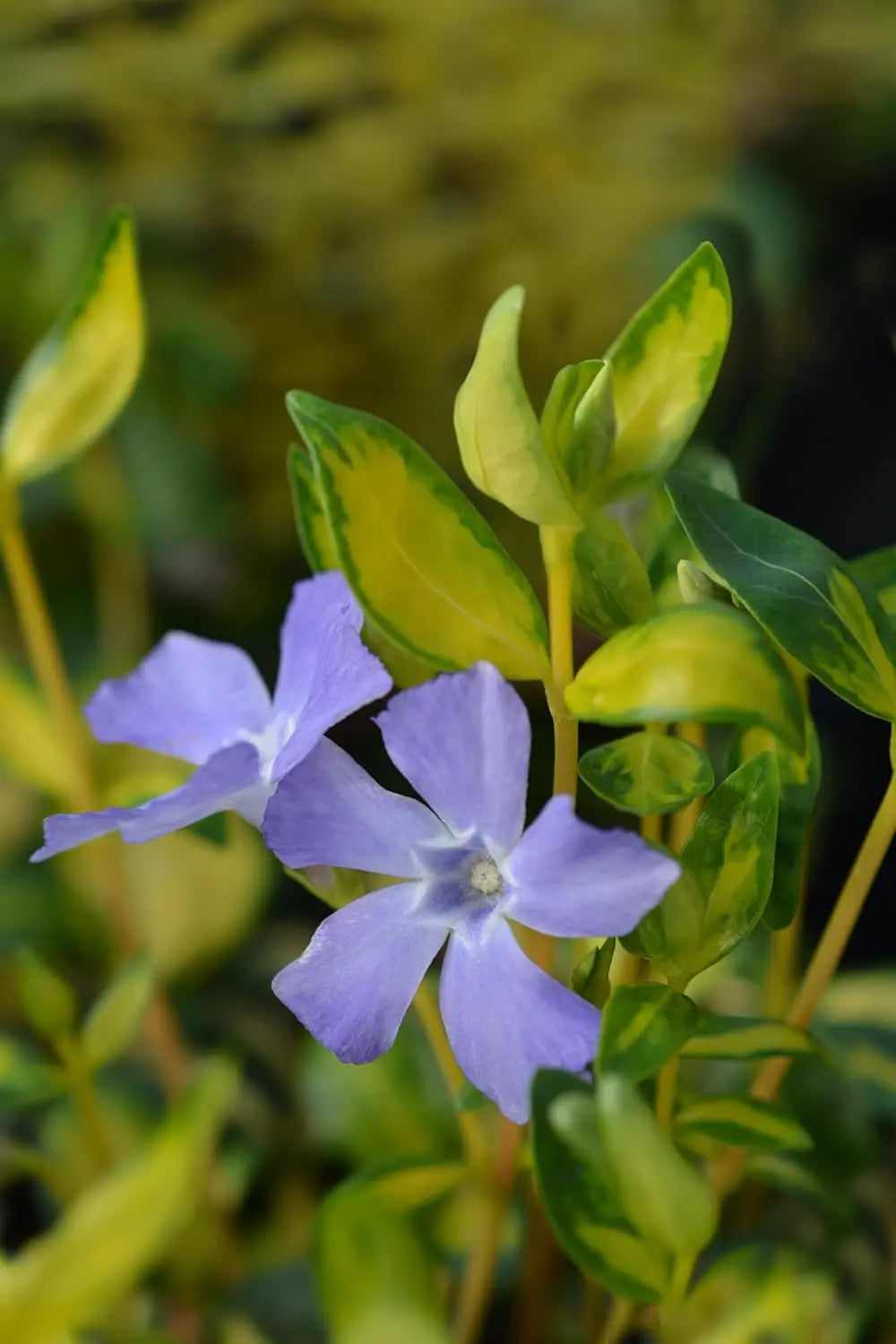 Vinca minor 'Illumination' – Kleines Immergrün mit glänzenden, goldgelb gezeichneten Blättern, von Stauden Gänge