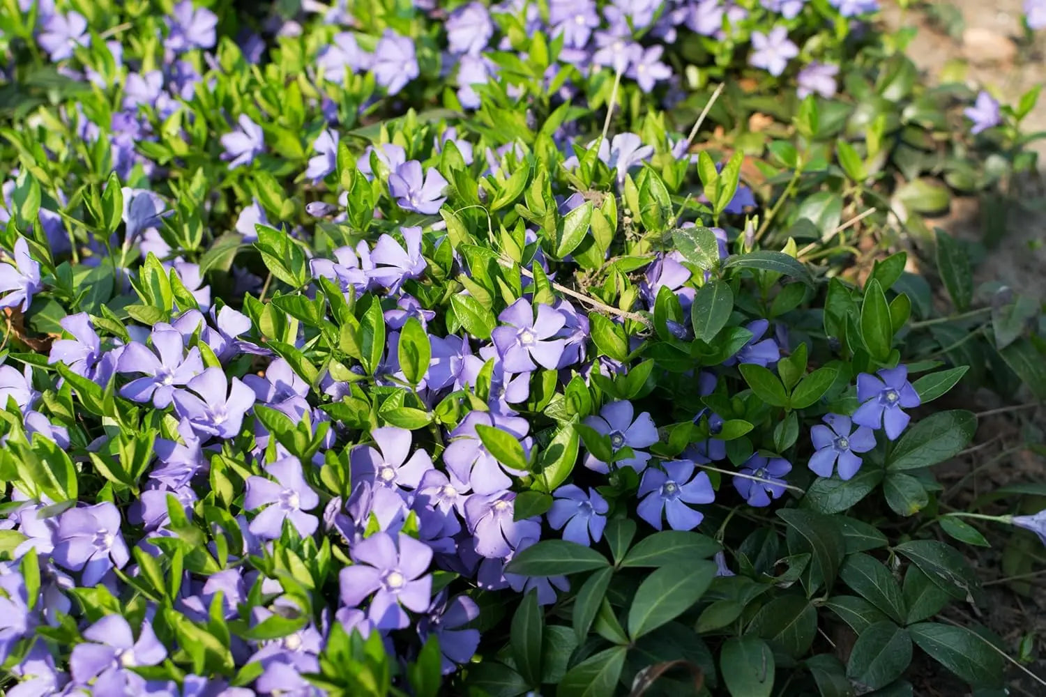 Vinca minor, kleines Immergrün, Staude von Stauden Gänge, grüne Blätter und kleine blaue Blüten auf der Pflanze
