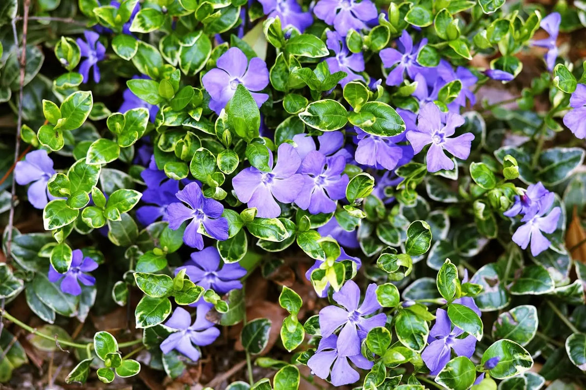 Vinca minor 'Ralph Shugert', kleine Immergrün Staude, grüne Blätter und zarte blaue Blüten, bei Stauden Gänge.