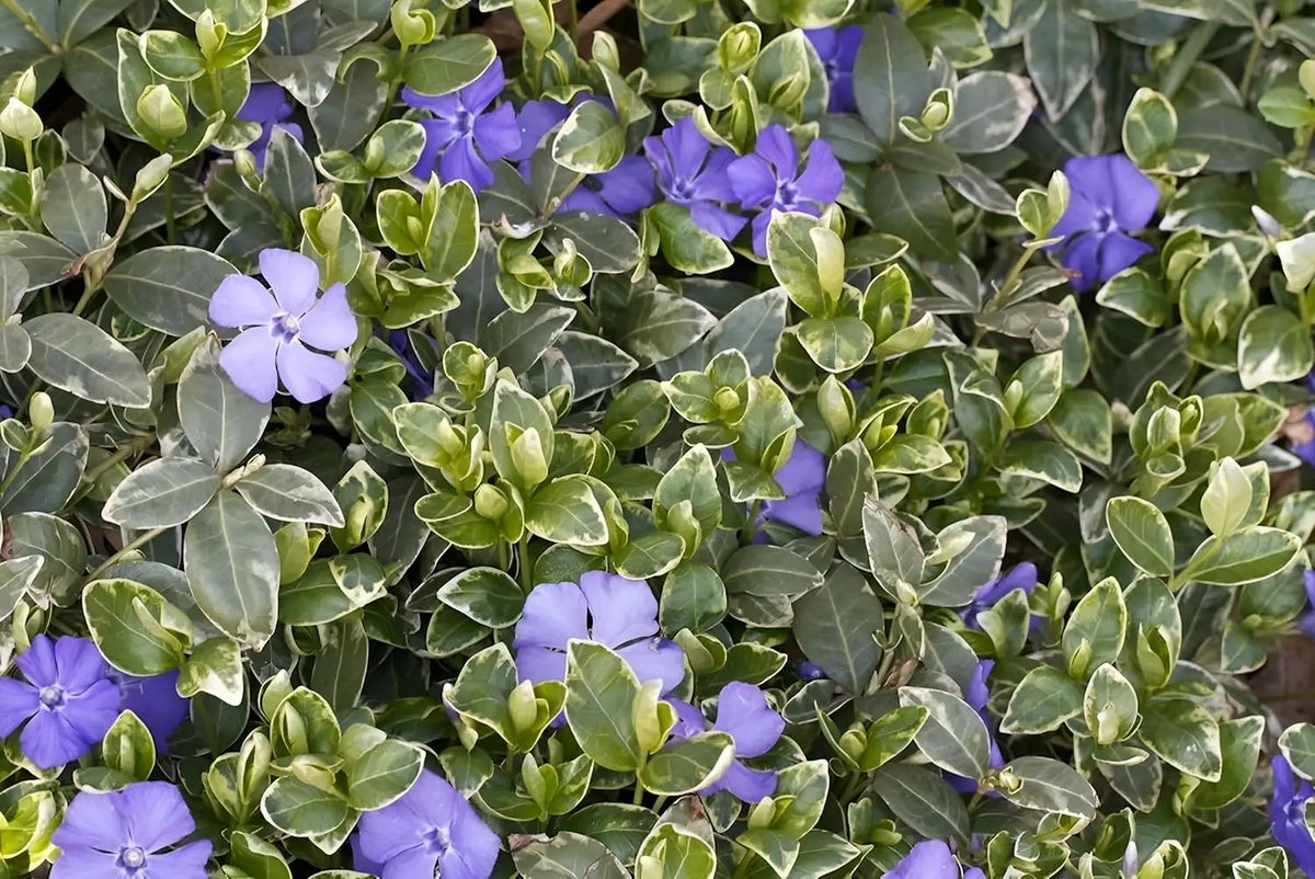 Vinca minor 'Ralph Shugert' Staude, kleines Immergrün, grüne Blätter und kleine blaue Blüten, von Stauden Gänge.
