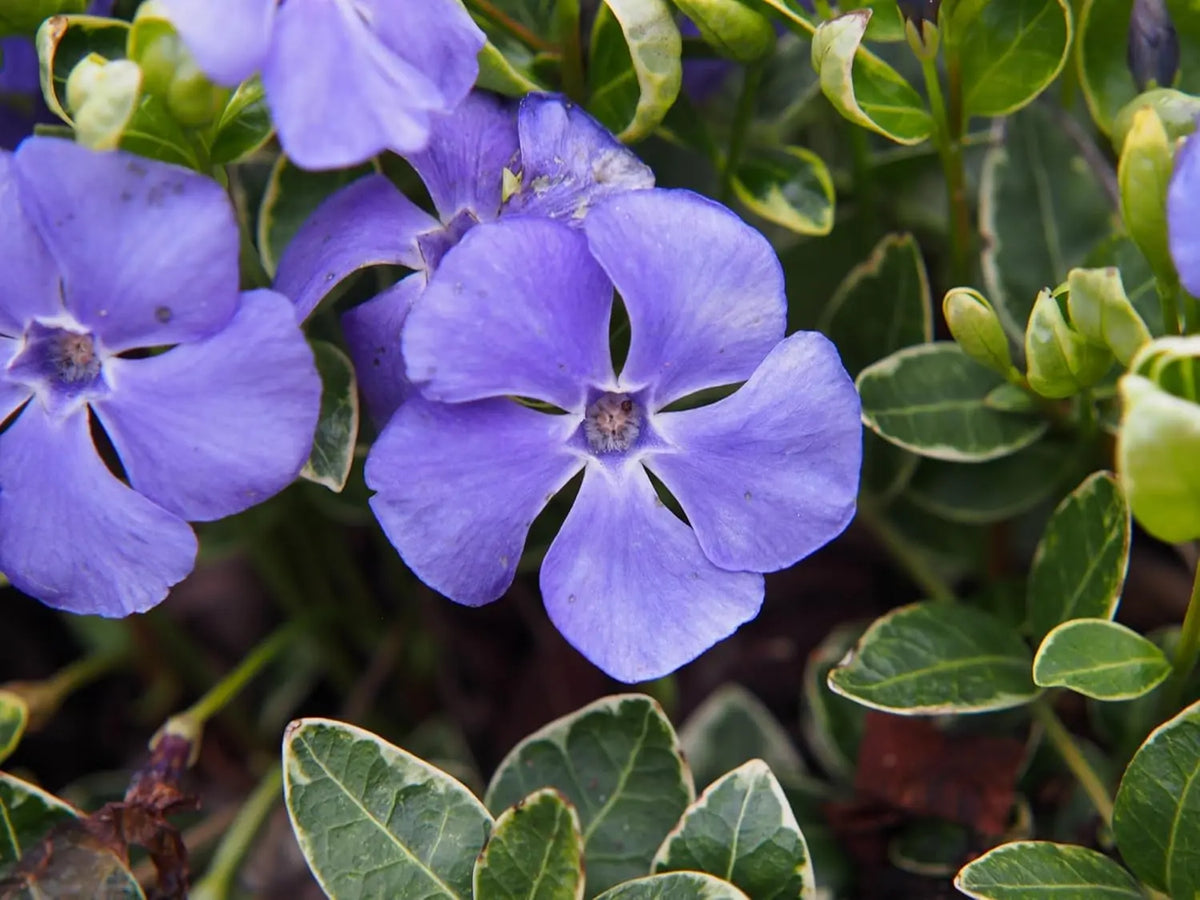 Vinca minor 'Ralph Shugert', kleine Immergrün-Staude, grüne Blätter und blaue Blüten, von Stauden Gänge.