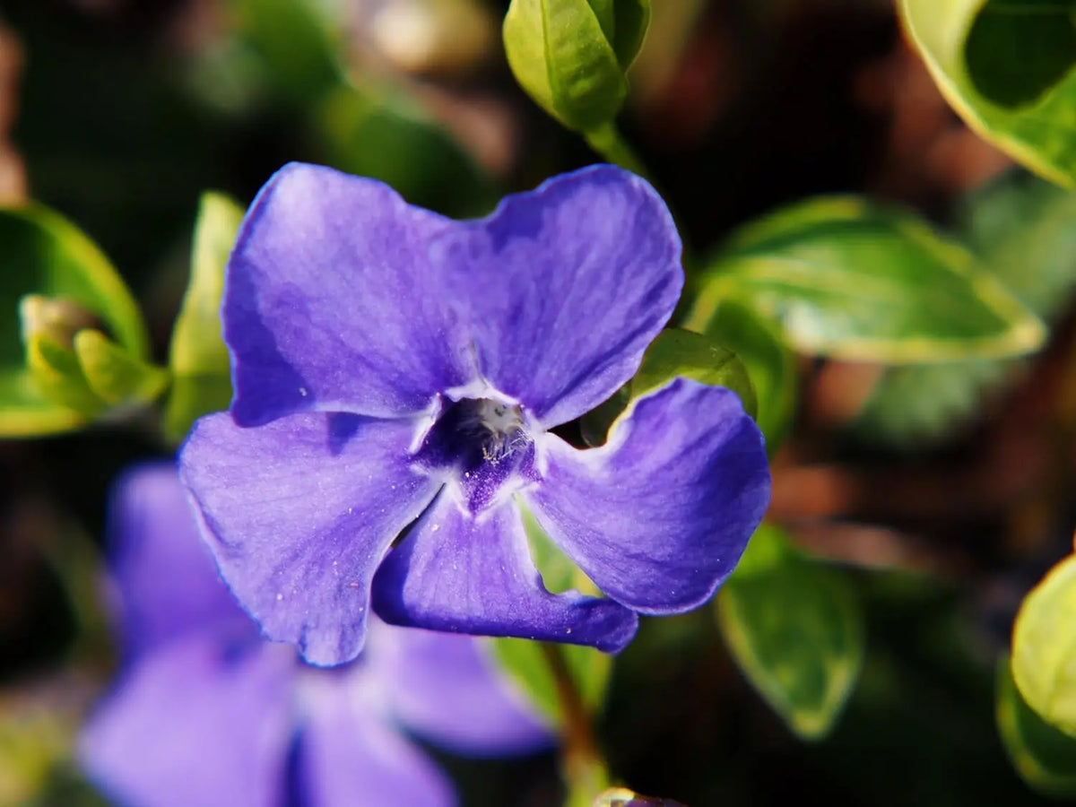 Vinca minor 'Ralph Shugert', kleine immergrüne Staude, grüne Blätter und zarte blaue Blüten, Stauden Gänge.