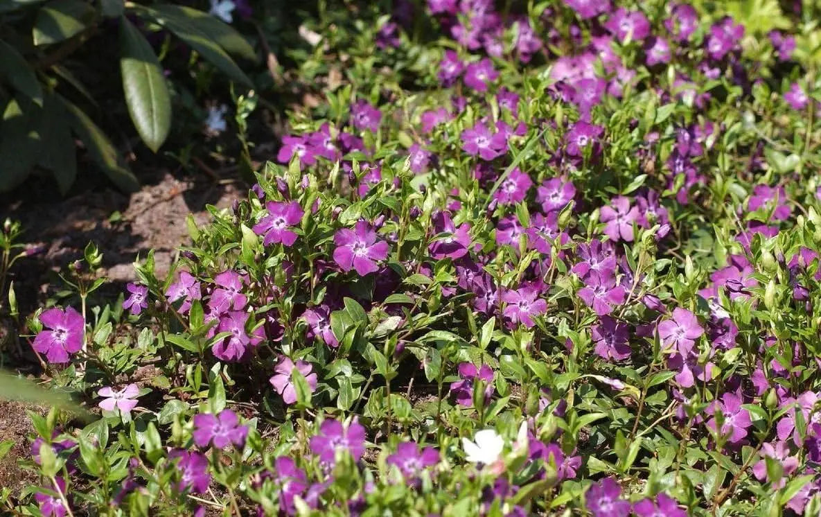 Vinca minor 'Rubra' - Kleines Immergrün, Staude mit dunkelroten Blättern, wächst niedrig und bodenbedeckend, von Stauden Gänge.
