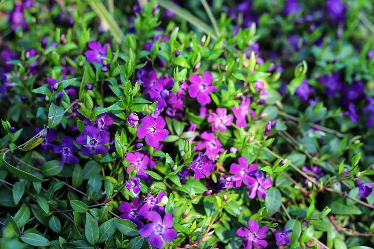 Vinca minor 'Rubra' / 'Atropurpurea' - kleine Immergrün Staude mit dunkelroten bis purpurfarbenen Blättern, von Stauden Gänge