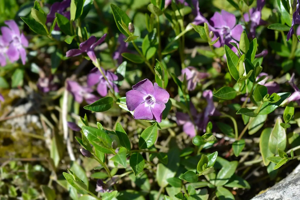 Vinca minor 'Rubra' / 'Atropurpurea' - kleines Immergrün, Staude, mit dunkelroten und purpurnen Blättern, in Gartenumgebung.