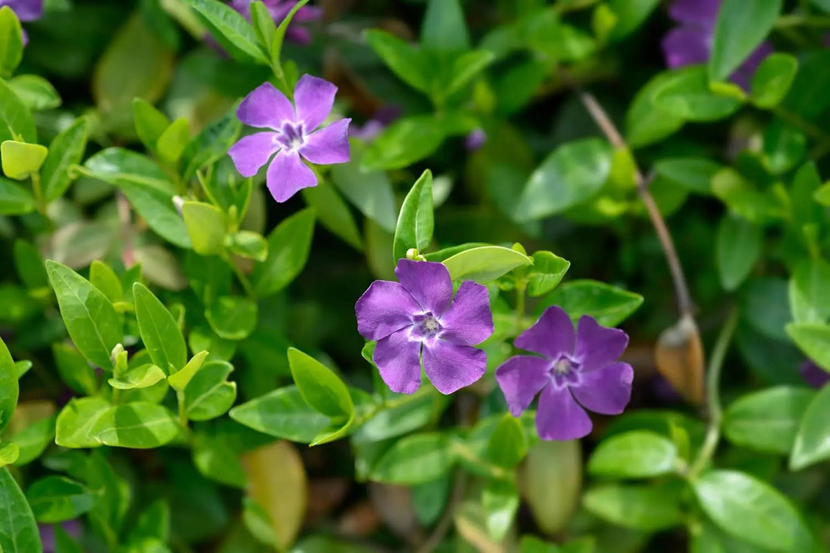 Vinca minor 'Rubra' / 'Atropurpurea' Staude, kleines Immergrün, dunkelrote und lila Blätter, wächst dicht und niedrig.