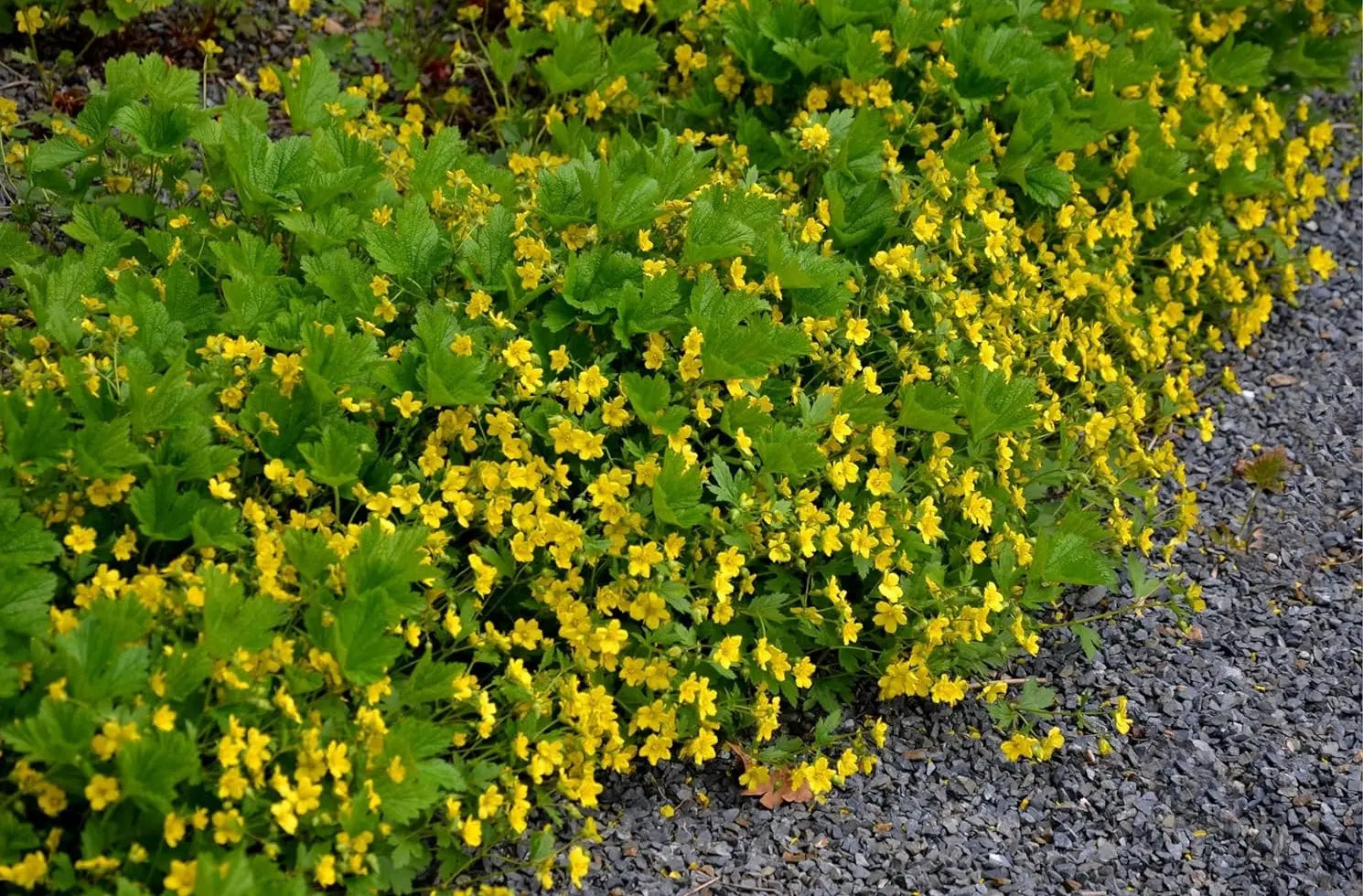 Waldsteinia geoides, Ungarwurz Staude von Stauden Gänge, grüne Blätter und kleine gelbe Blüten, Bodendecker für Garten.