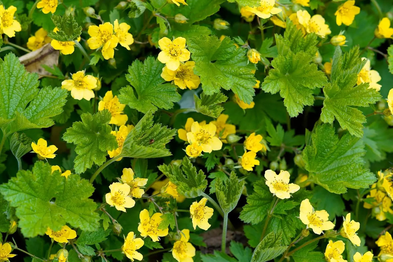 Waldsteinia geoides Ungarwurz Staude mit grünen Blättern und kleinen gelben Blüten, wächst bodendeckend, von Stauden Gänge.