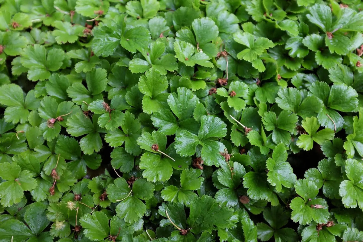 Waldsteinia ternata Golderdbeere Staude von Stauden Gänge mit grünen, kriechenden Blättern und kleinen gelben Blüten