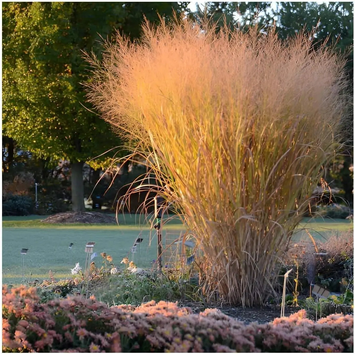 Ziergras Kollektion von Stauden Gänge, 10 verschiedene Ziergräser für einen prachtvollen Garten, vielfältige Gräser in einem Bild.