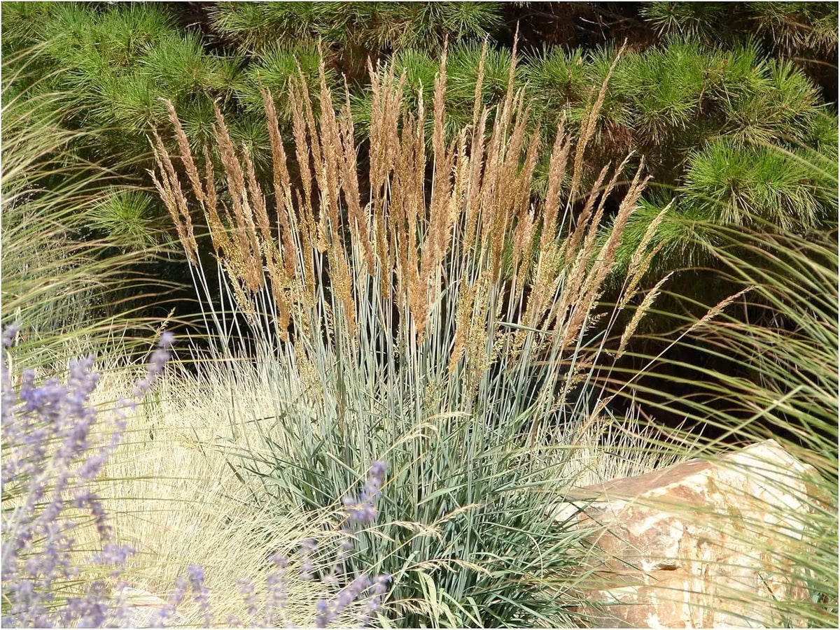Ziergras Kollektion von Stauden Gänge, 10 verschiedene Ziergräser für einen prachtvollen Garten, natürliche Grasarten in einer Mischung