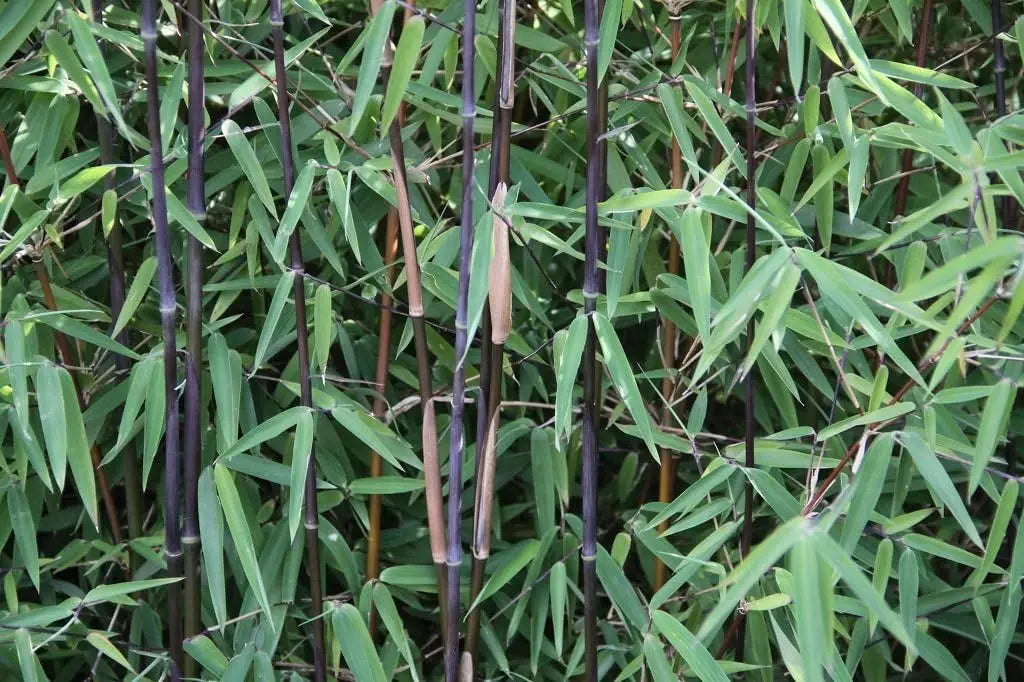 Drei Fargesia Ziergräser aus der Stauden Gänge Kollektion, exotischer Garten-Bambus für lebendige Gärten, grüne, hohe Halme