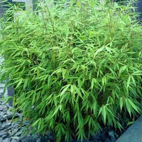 Drei Stauden Gänge Fargesia Ziergräser im Garten, exotischer Bambus für lebendige Gartenlandschaften, grüne, schmale Halme