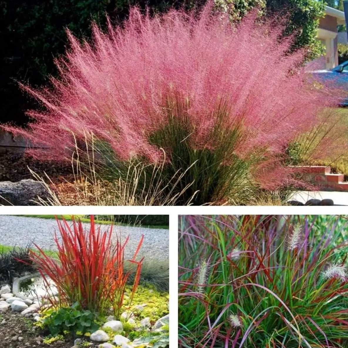 Drei rote Ziergräser aus der Stauden Gänge Kollektion, mit farbenfroher Optik und beweglicher Erscheinung, als Garten-Dekoration.