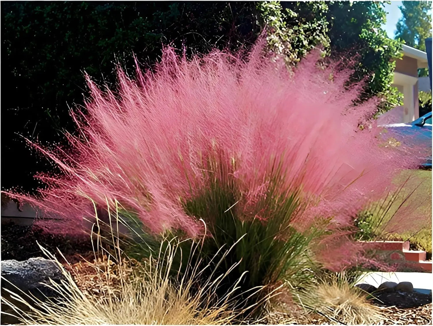 Drei rote Ziergräser aus der Stauden Gänge Kollektion, mit farbenfroher Erscheinung und beweglichem Laub im Garten.