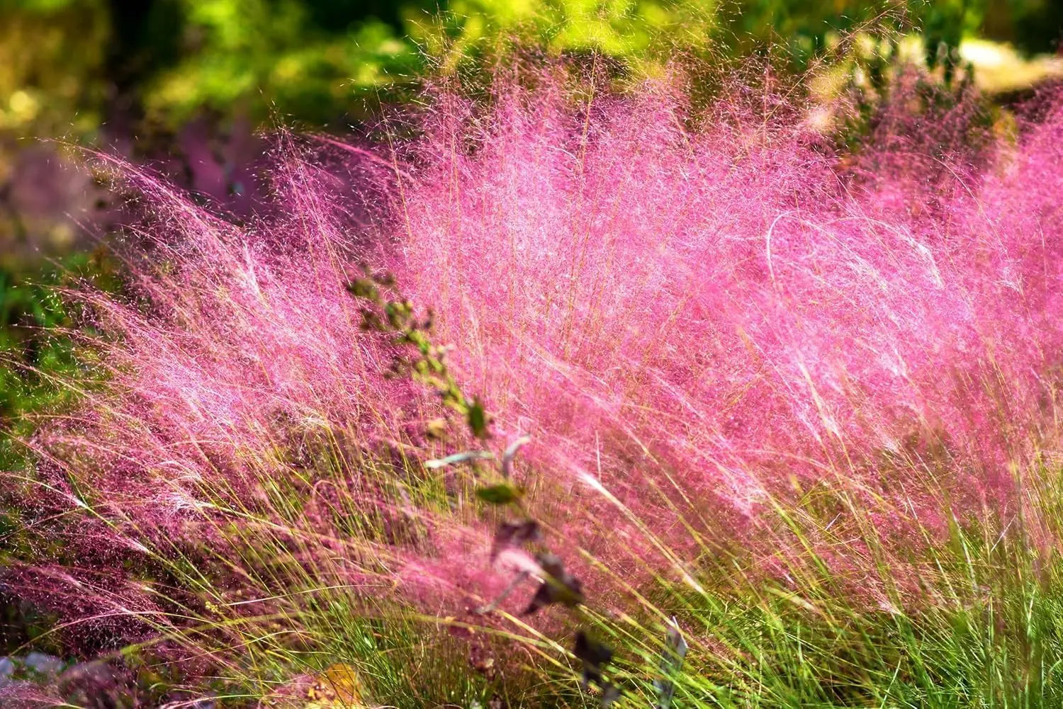 Drei rote Ziergräser in der Stauden Gänge Kollektion, mit lebendiger Farbe und anmutiger Bewegung, im Garten.