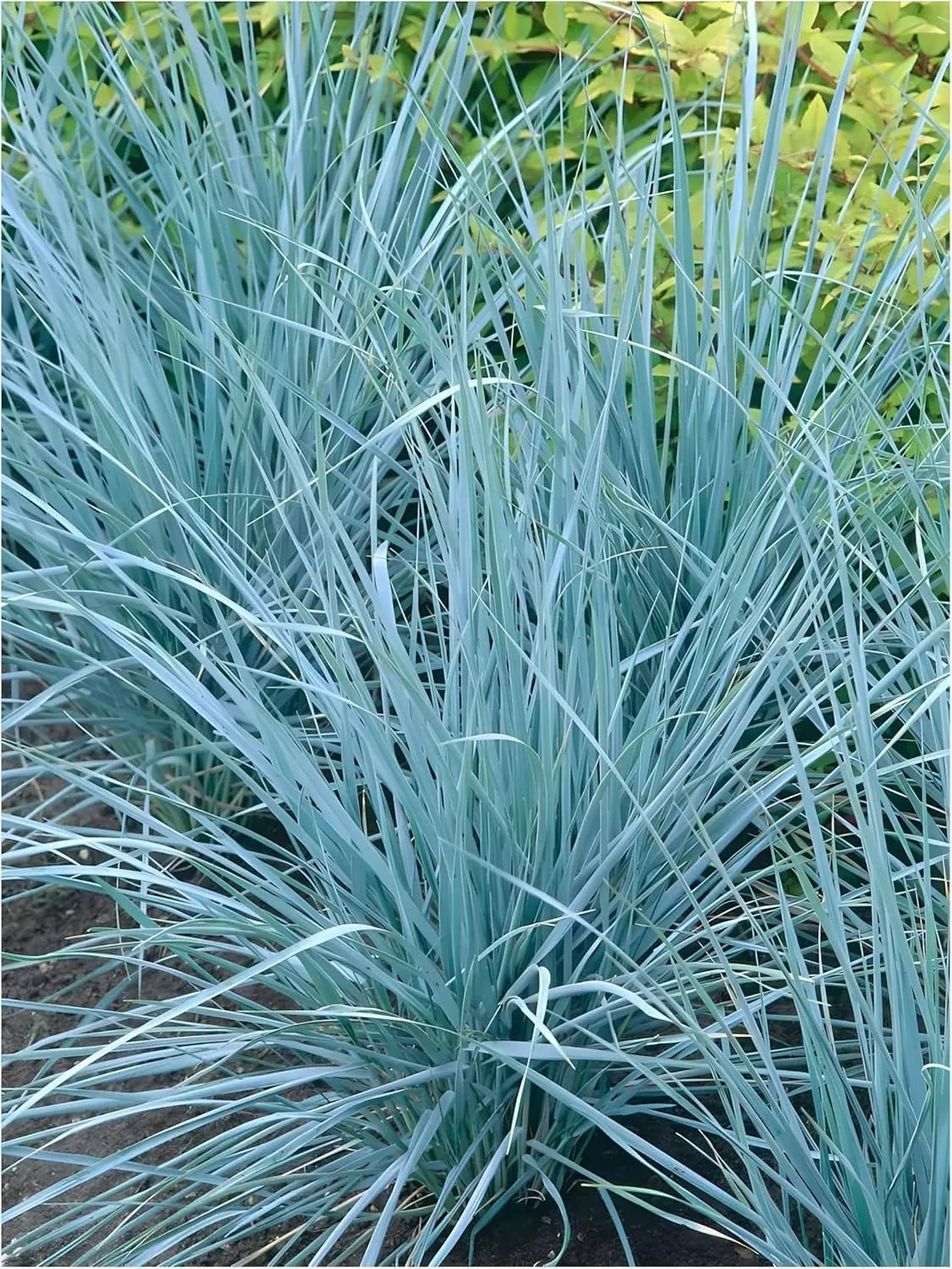 Drei Stauden Gänge Sylter Strandziergras Ziergräser, windkünstlerisch, für elegante Küstendekoration, natürliche Gartenpflanzen