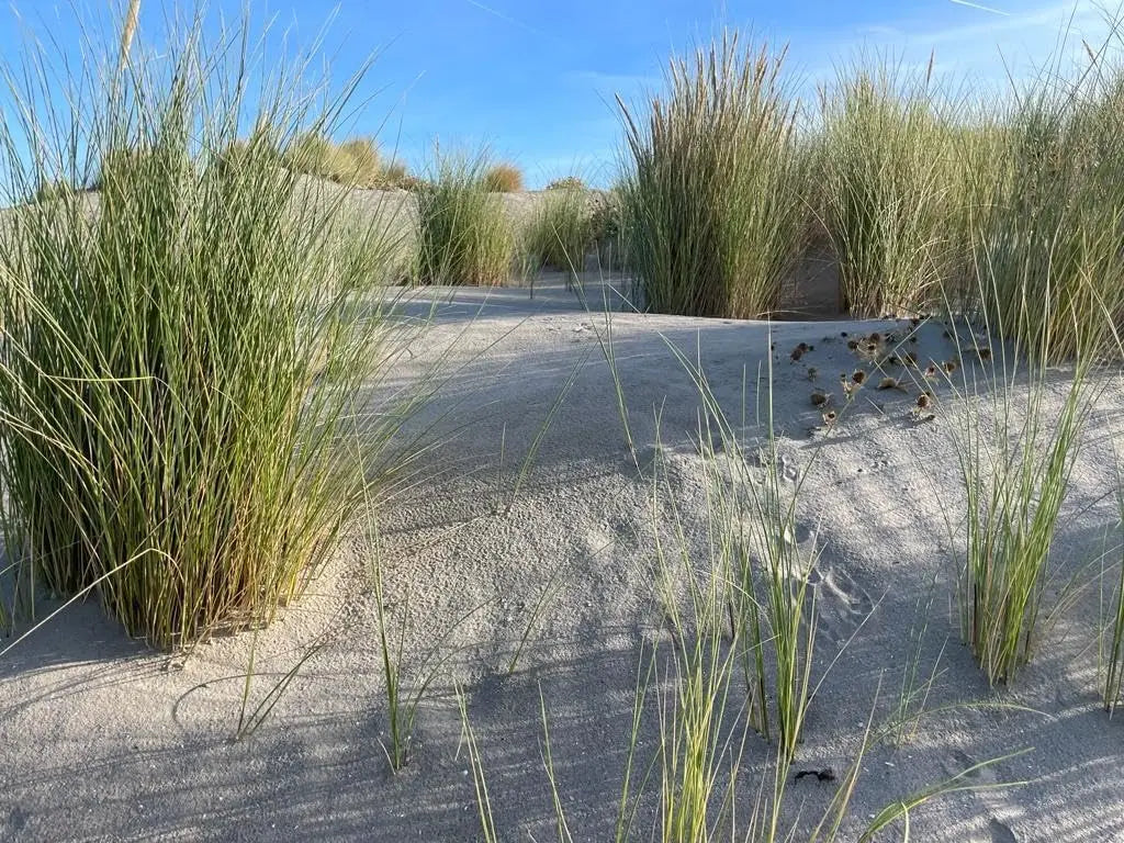 Drei Ziergräser der Sylter Strandziergras Kollektion von Stauden Gänge, windartige, maritime Gartenpflanzen, im Garten.