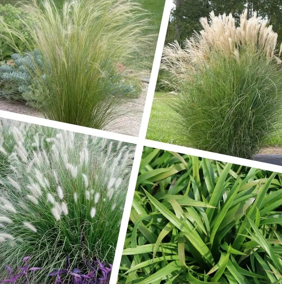 Vier Ziergräser aus der Stauden Gänge Kollektion, vielfältige Gestaltungsmöglichkeiten, grüne, elegante Ziergrasarten.