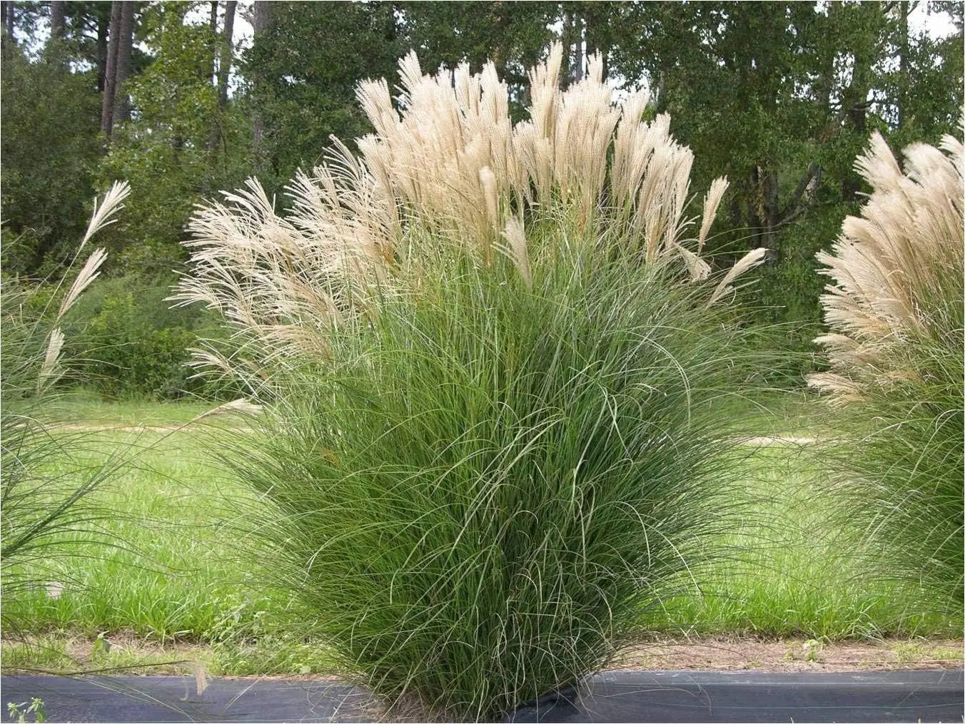 Vier Ziergräser aus der Stauden Gänge Kollektion, ideal für kreative Garten- und Landschaftsgestaltung.