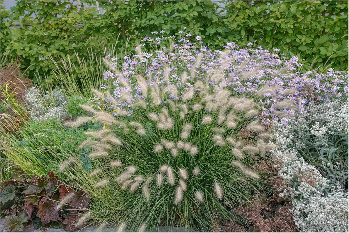 Sechs Ziergräser in der Stauden Gänge Kollektion, harmonisches Ensemble aus Anmut und Struktur, für Garten und Balkon.
