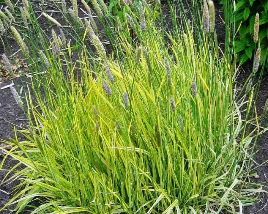 Gold-Fuchsschwanz Ziergras Alopecurus pratensis ‚Aureovariegatus‘ mit goldgelben und grünen Blättern, Stauden Gänge
