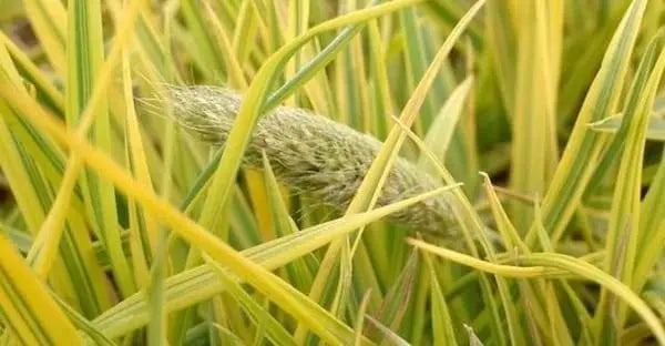 Ziergras Alopecurus pratensis ‚Aureovariegatus‘ mit gelb-grünen Blättern, Gold-Fuchsschwanz, Stauden Gänge