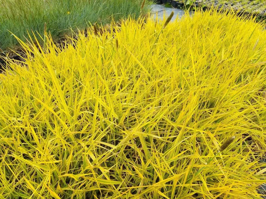 Gold-Fuchsschwanz Ziergras Alopecurus pratensis ‚Aureovariegatus‘ mit goldgelben und grünen Blättern, Stauden Gänge