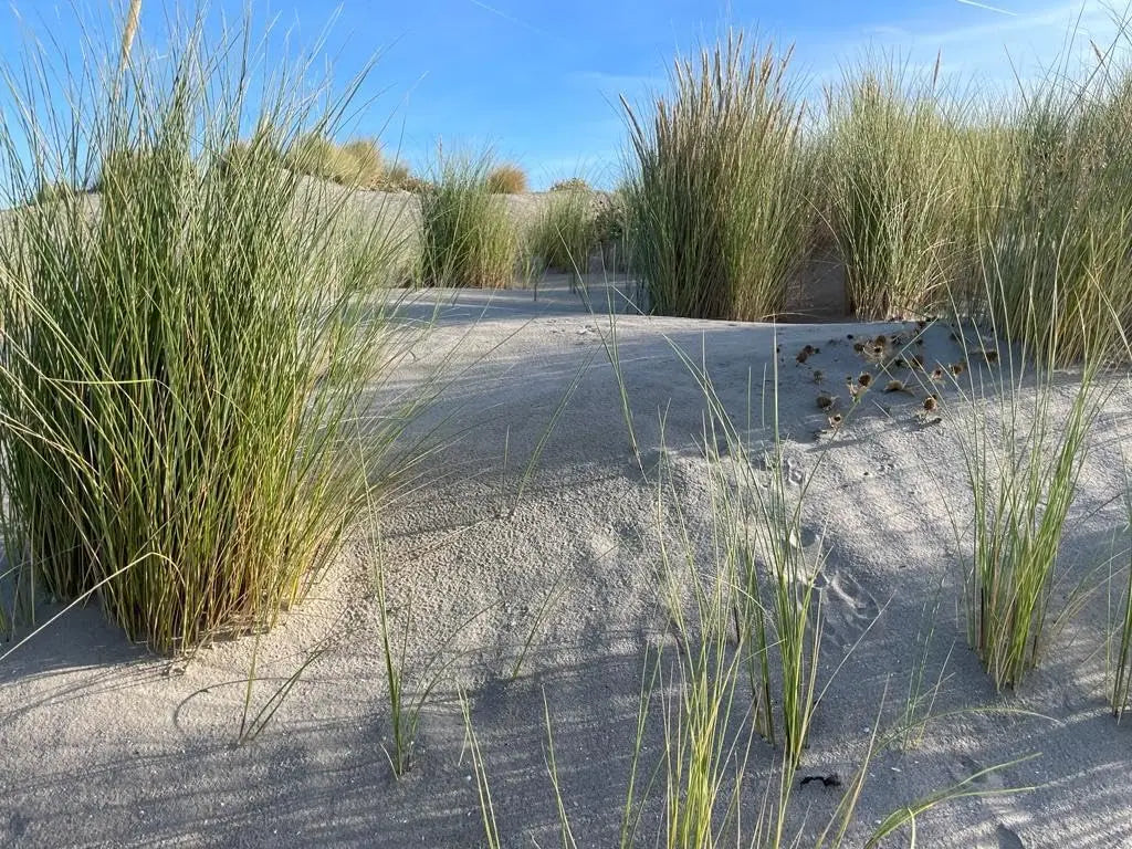 Ziergras Ammophila arenaria, Strandhafer in XXL Topf, große Pflanze, Stauden Gänge, dekoratives Ziergras für Garten und Balkon