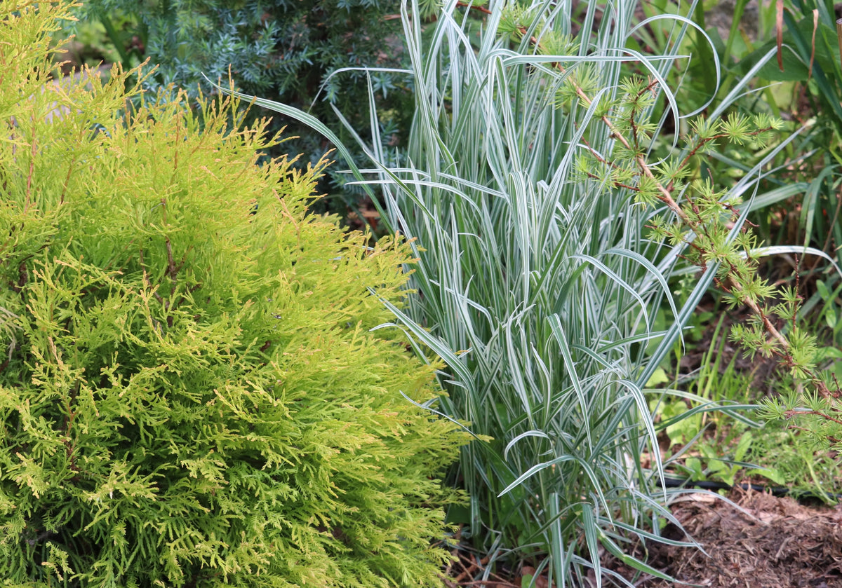 Ziergras Arrhenatherum elatius ssp. bulbosum 'Variegatum' mit gestreiften Blättern, Stauden Gänge, natürliche Gartenpflanze