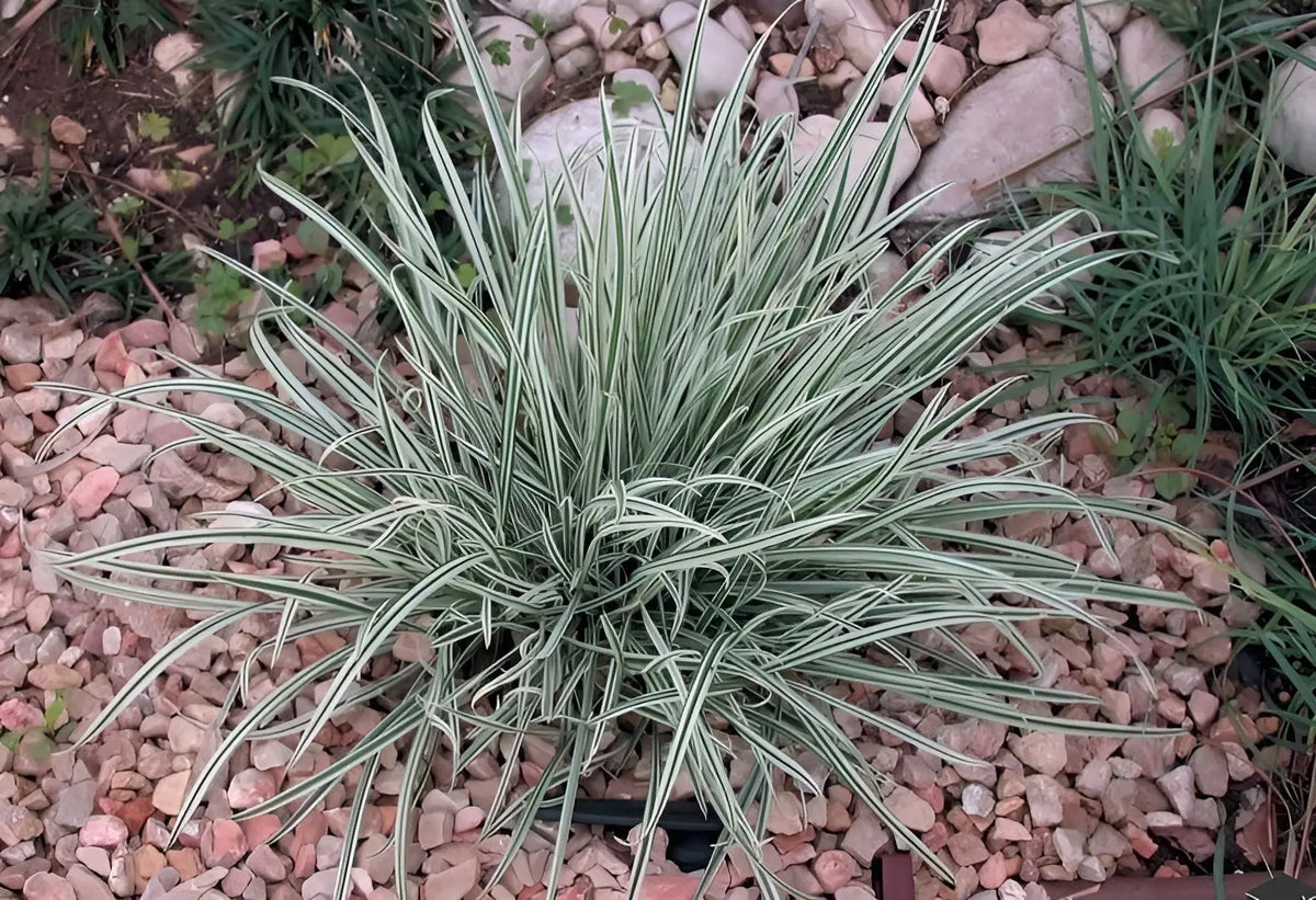 Ziergras Arrhenatherum elatius ssp. bulbosum 'Variegatum' mit gestreiftem Laub, Stauden Gänge, Knollen-Glatthafer, im Garten.
