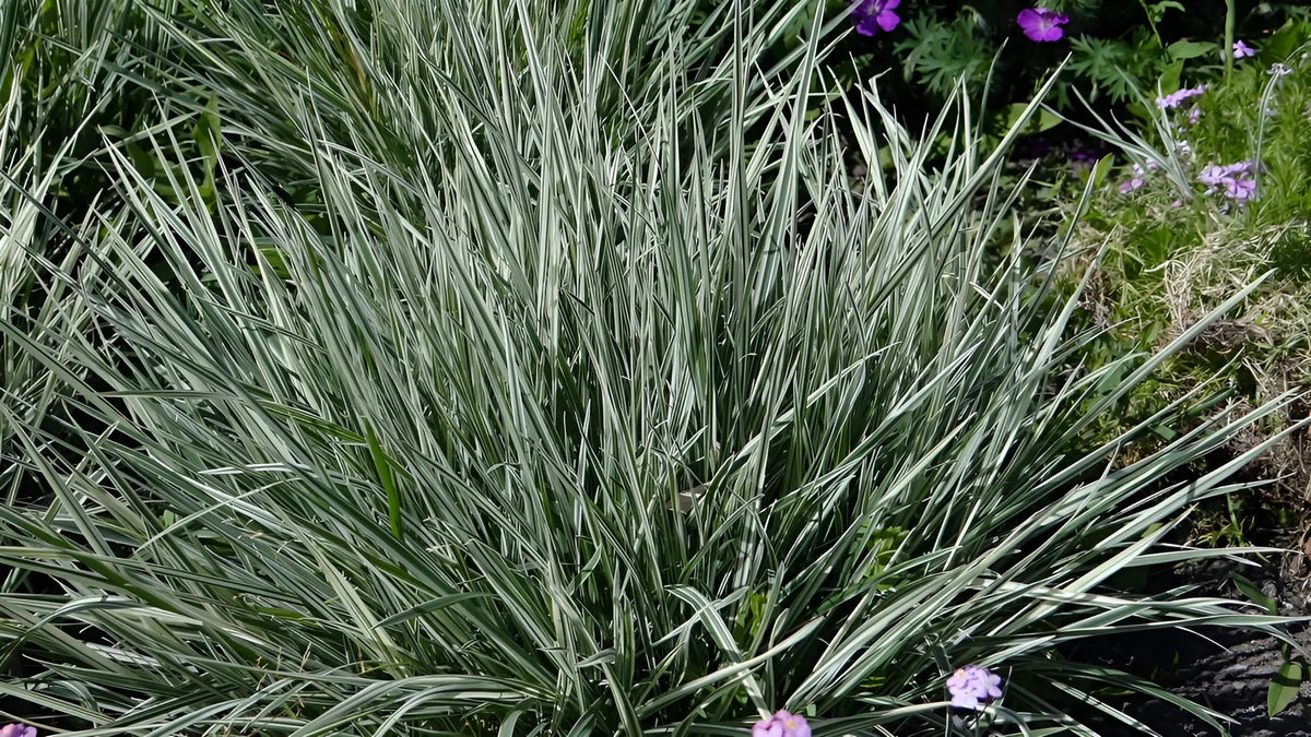 Arrhenatherum elatius ssp. bulbosum 'Variegatum', Ziergras mit gestreiftem Laub, von Stauden Gänge, sichtbar in der Bildaufnahme