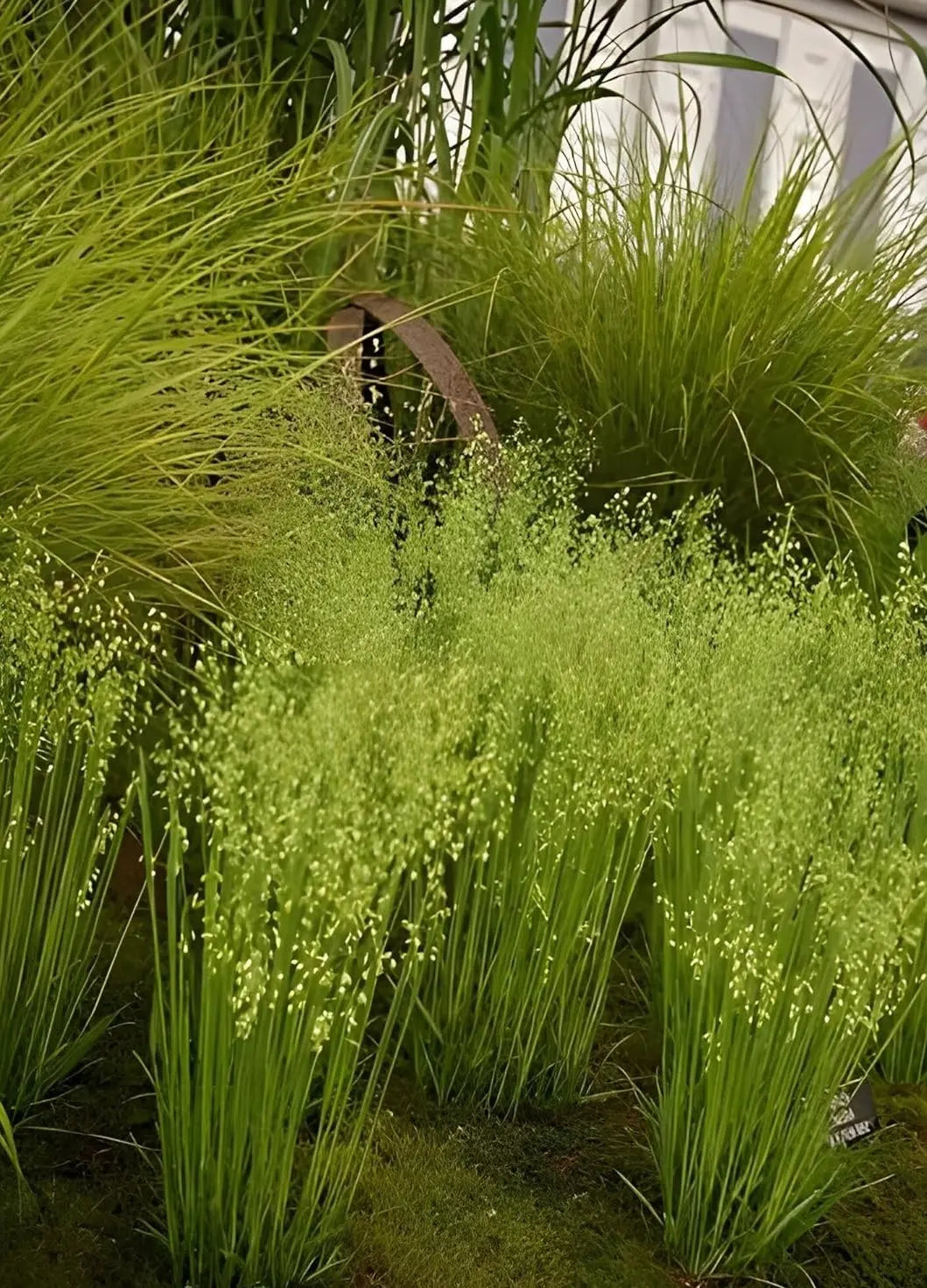 Ziergras Briza media, auch Zittergras genannt, wächst in einem Garten, von Stauden Gänge.