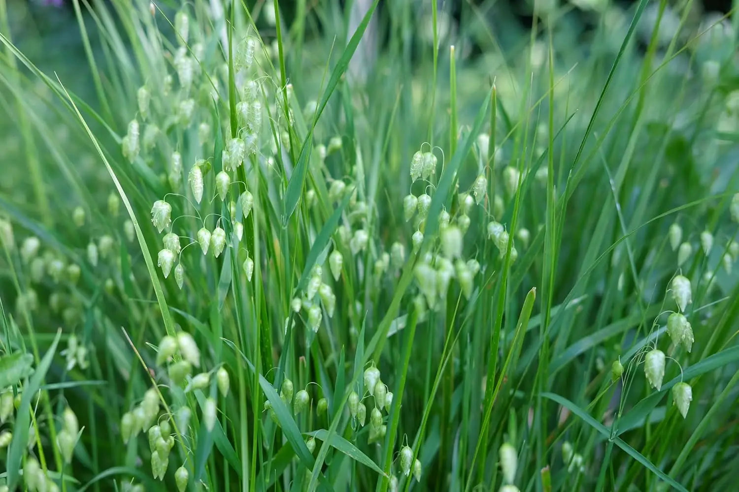 Ziergras Briza media (Zittergras) von Stauden Gänge, mit zarten, federartigen Halmen im Garten.