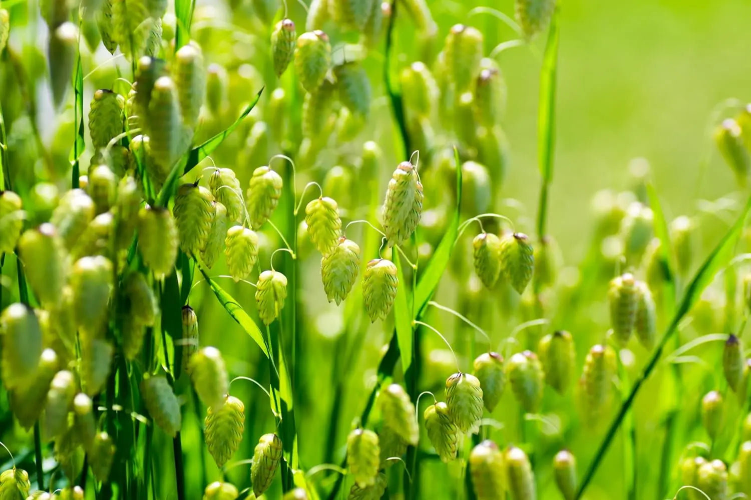 Ziergras Briza media / Zittergras von Stauden Gänge, helles, fedriges Ziergras mit feinen Halmen im Garten.