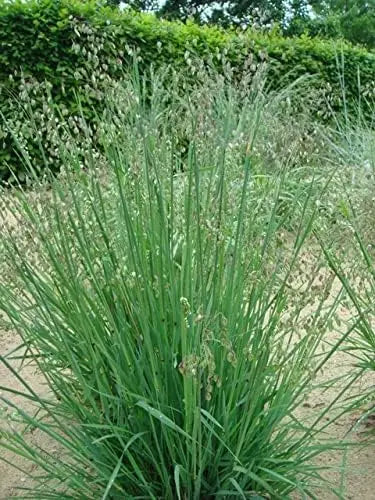 Ziergras Briza media / Zittergras von Stauden Gänge, grüne und goldene Halme im Garten, detailreiche Pflanze.