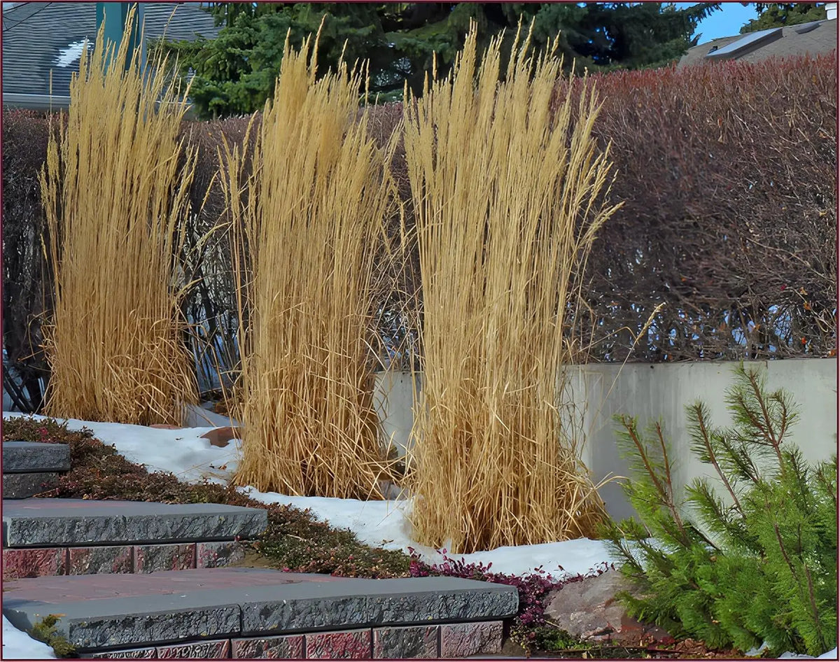 Ziergras Calamagrostis acutiflora 'Avalanche' im XXL-Topf, buntes Reitgras, große Pflanze von Stauden Gänge