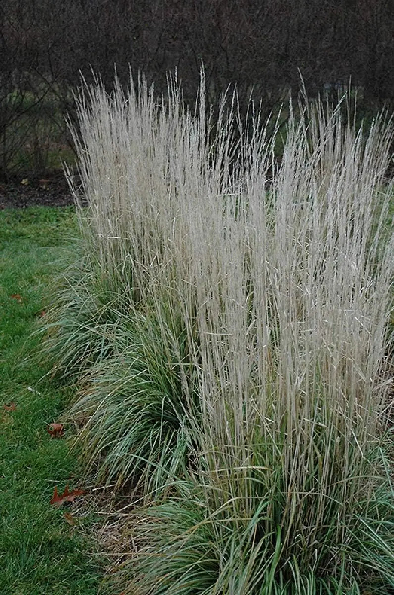 Buntes Reitgras Calamagrostis acutiflora 'Avalanche' im XXL Topf, Ziergras von Stauden Gänge, frisch und dekorativ.
