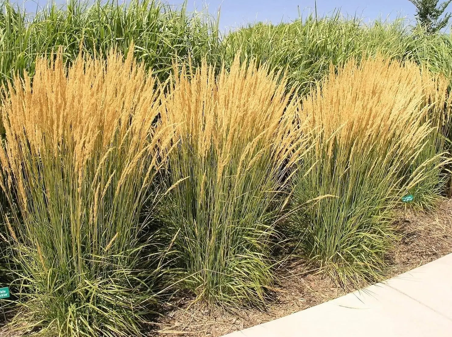 Reitgras Calamagrostis acutiflora ‚Karl Förster‘ vom Stauden Gänge, zierendes Gras mit feinen, aufrechten Halmen.