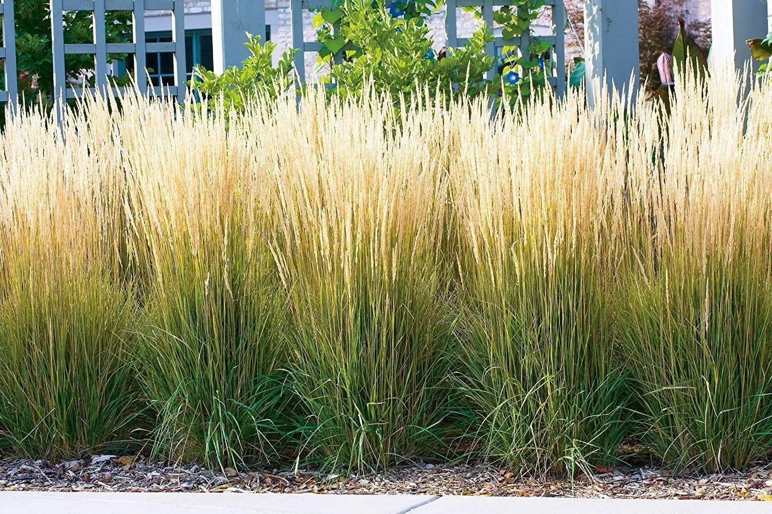 Ziergras Calamagrostis acutiflora ‚Karl Förster‘ von Stauden Gänge, mit langen schmalen Grashalmen und federartigen Blütenständen.