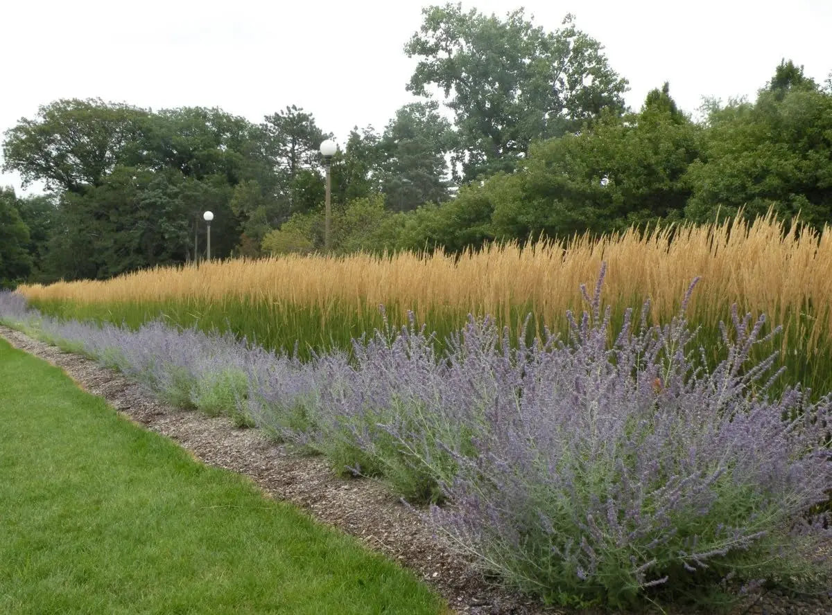 Ziergras Calamagrostis acutiflora ‚Karl Förster‘ in XXL Topf, grüne, aufrechte Reitgras von Stauden Gänge.