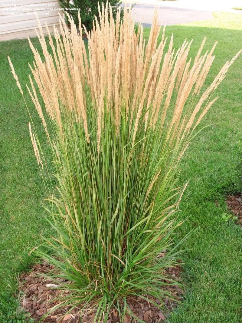 Ziergras Calamagrostis acutiflora ‚Karl Förster‘ in XXL Topf, trockenresistent, grüne bis braune Halme, von Stauden Gänge.