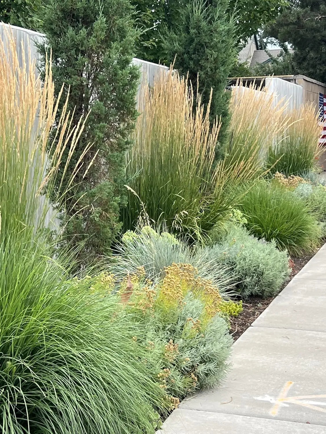 Ziergras Calamagrostis acutiflora ‚Karl Förster‘ in XXL Topf, Stauden Gänge, natürliche Aufnahme mit grünen Halmen
