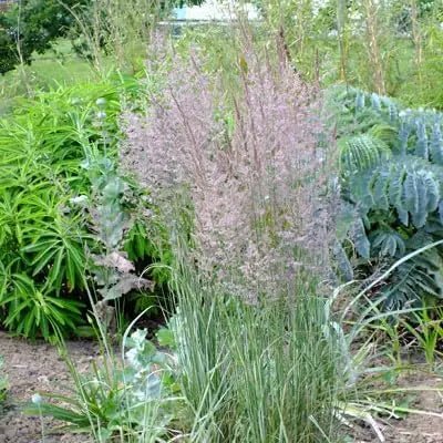 Buntes Reitgras Calamagrostis acutiflora 'Overdam' als Ziergras, mit grünen und bunten Gräsern, Stauden Gänge.