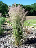 Buntes Reitgras Calamagrostis acutiflora 'Overdam' in XXL-Topf, Ziergras von Stauden Gänge, mit grünen und braunen Halmen